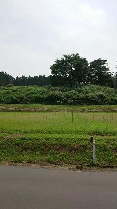 ポケモンGO！色違いキングドラ☆彡色違いデルビル☆彡&amp;セミ(≧▽≦)の記事動画