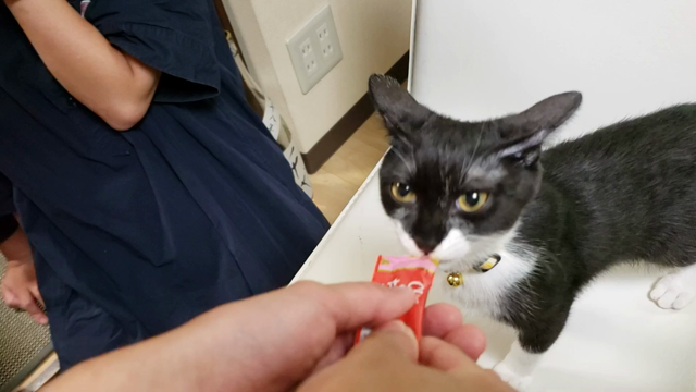 チャオちゅ～るとミリちゃんの記事動画