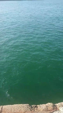 始めて聞いた音の記事動画