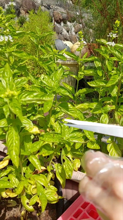 指輪物語と夏の収穫祭の記事動画