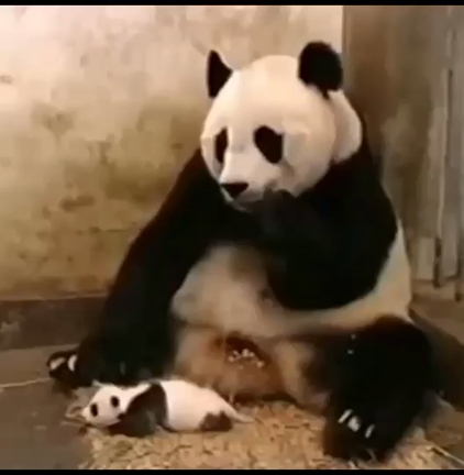 人間みたいな反応が可愛くて面白いの記事動画