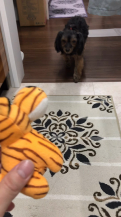 愛犬に新しいおもちゃを買ってあげたら…の記事動画