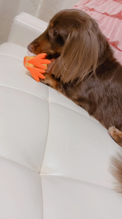 癒しo(^-^)oの記事動画