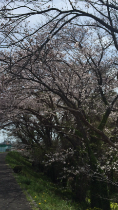 桜が満開に！の記事動画