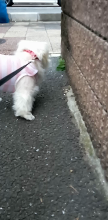 モモちゃんの命日の記事動画