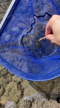 謎のカニが取れた　沖縄ビーチの記事動画