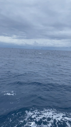 ◇6月27日 キハダキャスト◇の記事動画