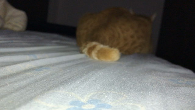 ヘビ？の記事動画