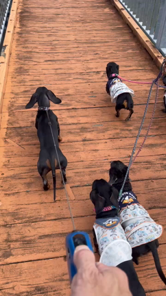 秋はお散歩とイベントの季節だよの記事動画