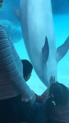 水族館の記事動画