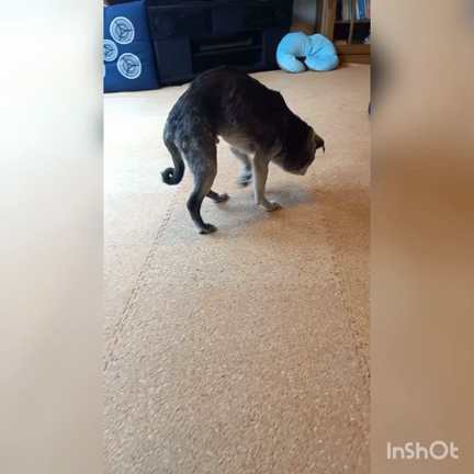 レンとクロエの近況をお知らせします♪︎の記事動画