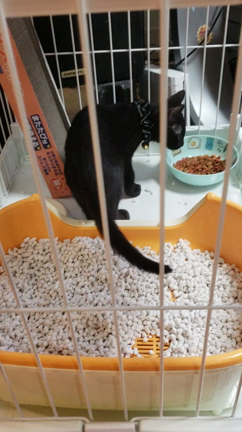 ブログ、再開してみました⚠〜ウチの愛猫のナギさんです♡〜の記事動画