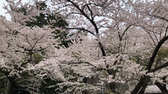 美しくて 儚くての記事動画