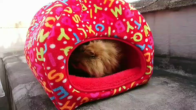 まったり、ゆっくりデー(●^o^●)の記事動画