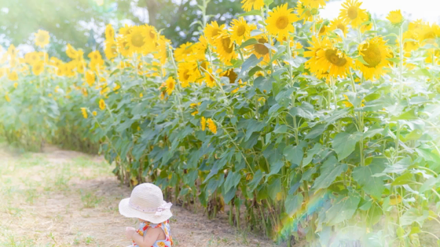 季節の花を1シーズン撮り終えて・・・の記事動画