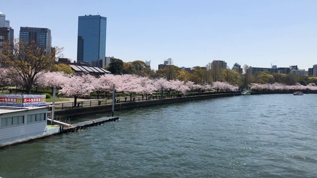 お花見の記事動画