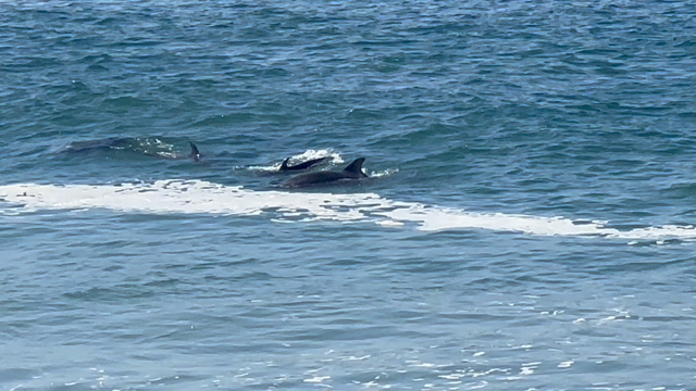 【イルカさんが。。】の記事動画