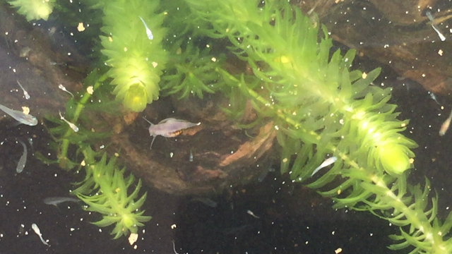 タニシ〜(^^)の記事動画