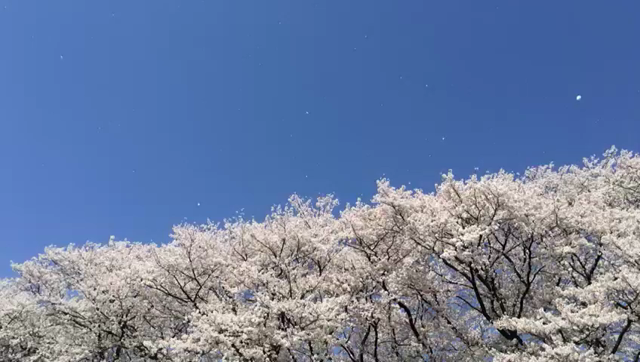 めばえの記事動画