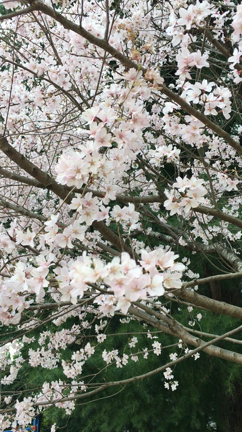 桜が仙台にやって来た❣️の記事動画