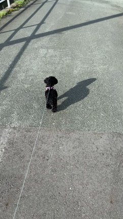 頭文字Aブログ～第十五話～暇を持て余したAの遊びの記事動画