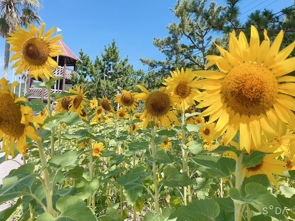 サマーーーーバケーション（週休二日で）の記事動画