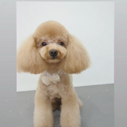 ✩.*˚トリミングスライドショーの記事動画