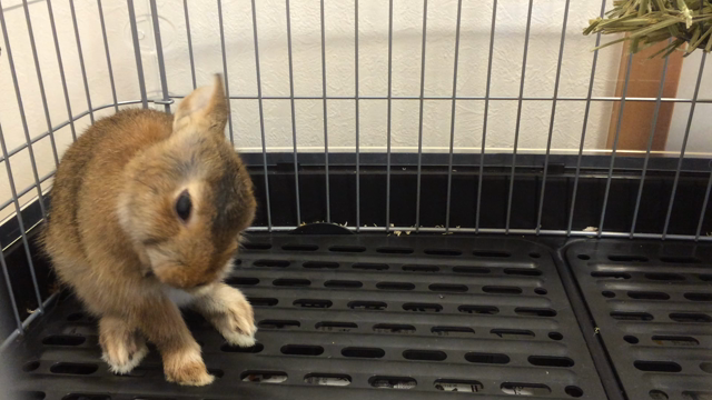 モカしゃっくりをするの記事動画