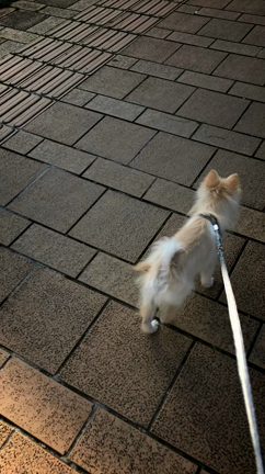 2018.3.23の記事動画