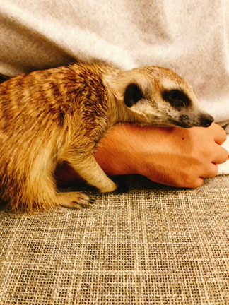 食べ物奪う時って豹変するよねの記事動画