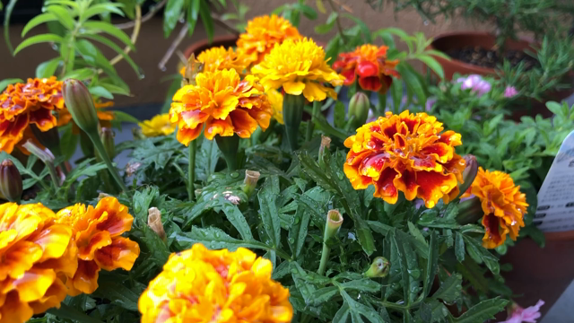 可愛い声の記事動画