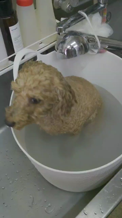 昨日、今日のワンコの記事動画