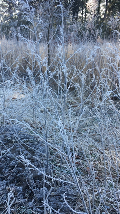 朝から頑張ってみた！の記事動画