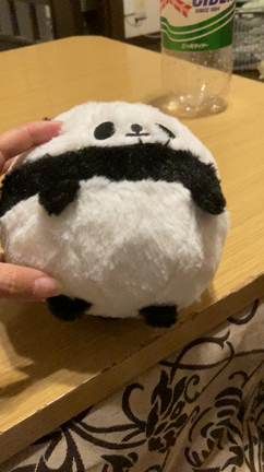 パンダ？キツネ？イヌ？の記事動画