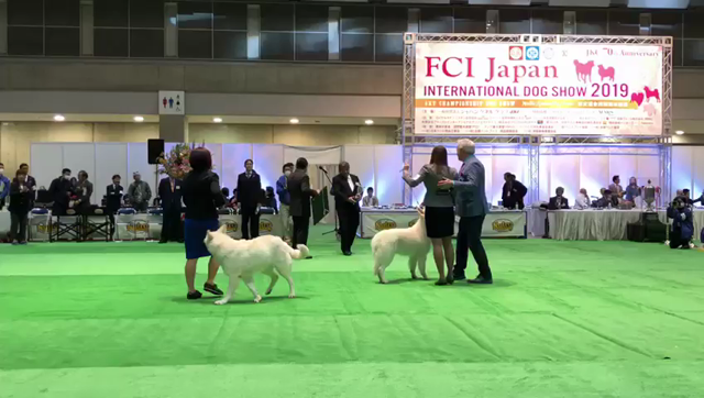 銀ちゃん理事長賞を受賞しました チワワ専門犬舎wan To Sweet