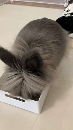 牧草好き！！！の記事動画