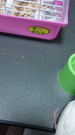 ☆ちゅんのご飯☆の記事動画