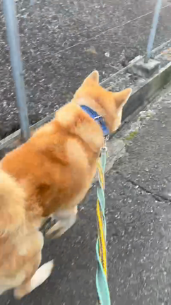 新年一発目のレスキューはイケメン！の記事動画