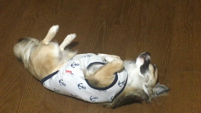 最近の将軍様の記事動画