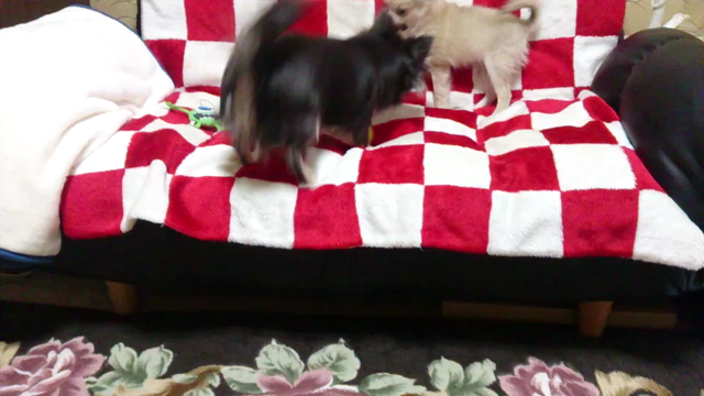 お久しぶりですの記事動画