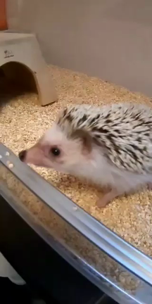 ハリネズミに餌をあげました(^o^)vの記事動画