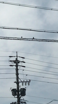 春ですね(*´꒳`*)の記事動画