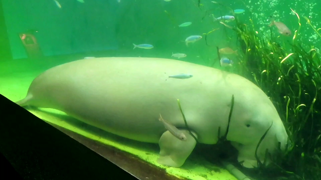 ジュゴンのいる水族館 | いんちきサファイア