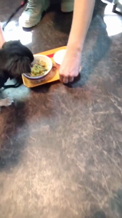 ドッグカフェ DogsGardenWILDPARK 【山中湖】の記事動画