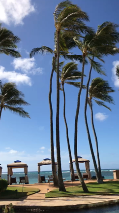 カハラのパーフェクトな朝時間の記事動画