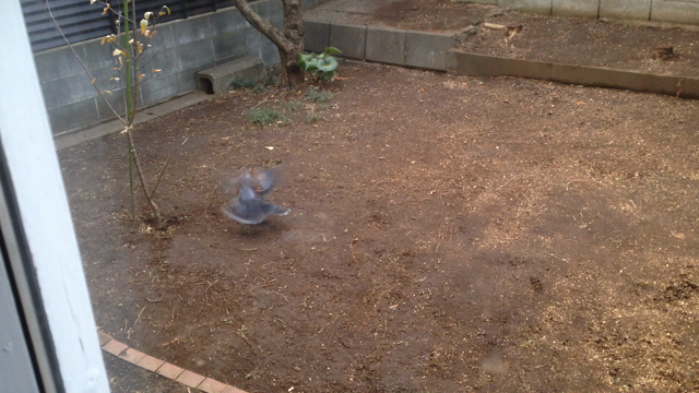 2015年の記事動画