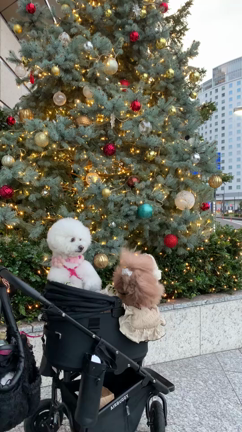 みなとみらいらちゃまの記事動画