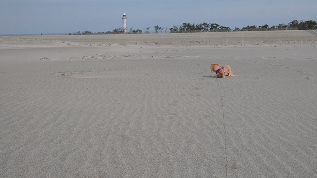 ゴールデンウィーク。の記事動画