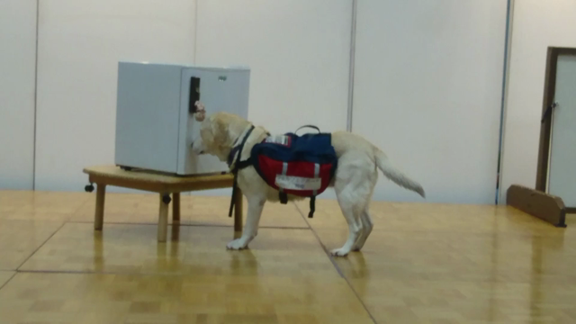 ペット博2017in横浜の記事動画