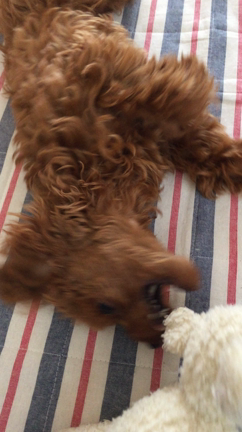 邪魔っこメイちゃんの記事動画